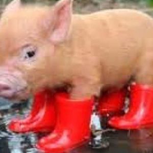 Meet your Posher, Kate